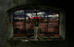 Flowers In The Window